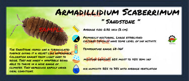 Armadillidium Scaberrimum Sandstone Isopod Bin Label